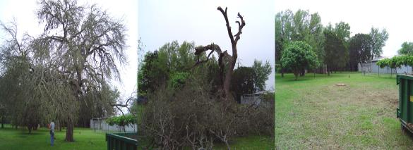 Before, During, and After (All Chips and Trunk in Dumpster!)