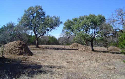 Only chip piles where thick cedar once stood