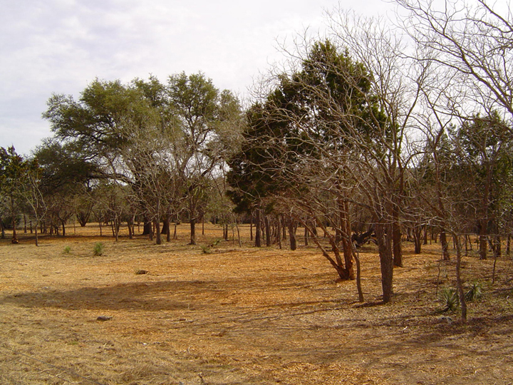 Cedar Clearing and Mulching Services