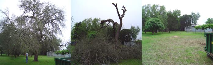 Oak Wilt Removal